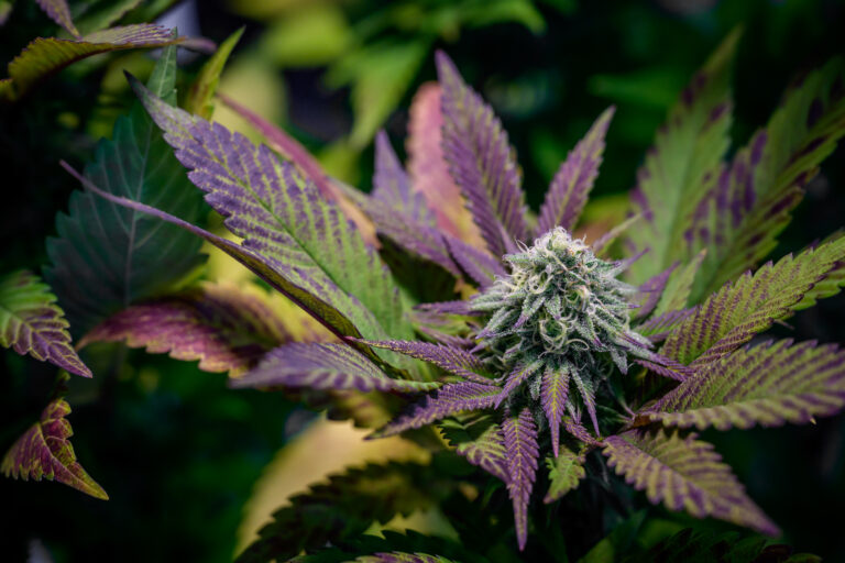 The Best Purple Cannabis Strains Grower's Guide