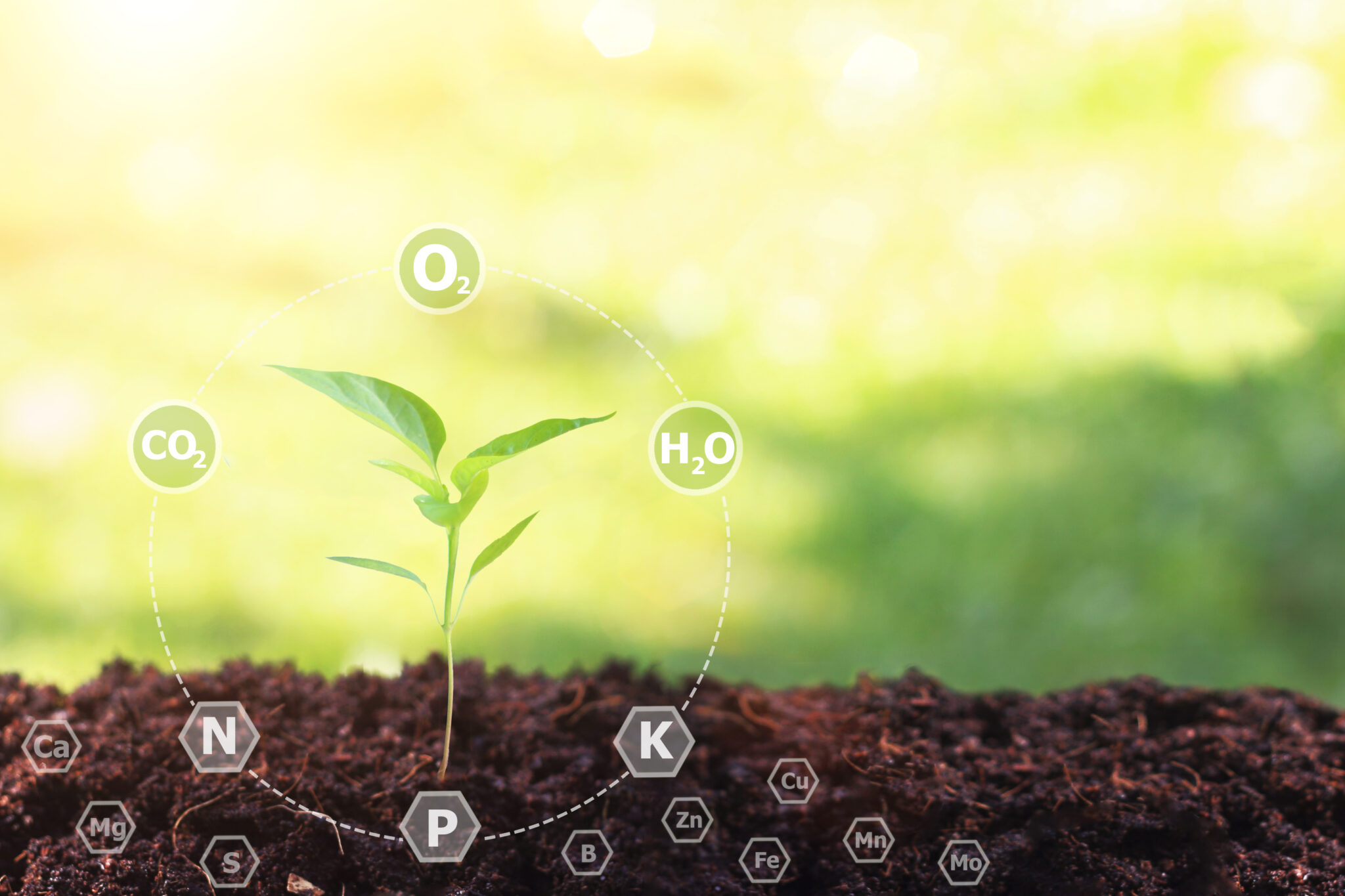 Best Autoflower Nutrients: A Full Guide - Grower's Guide